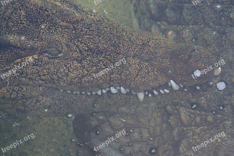 Crocodile Alligator Zoo Dangerous Predator