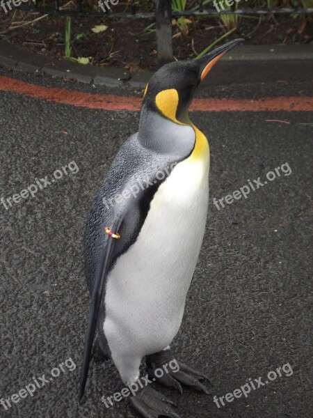 King Penguin Bird Animals Zoo Aptenodytes Patagonicus