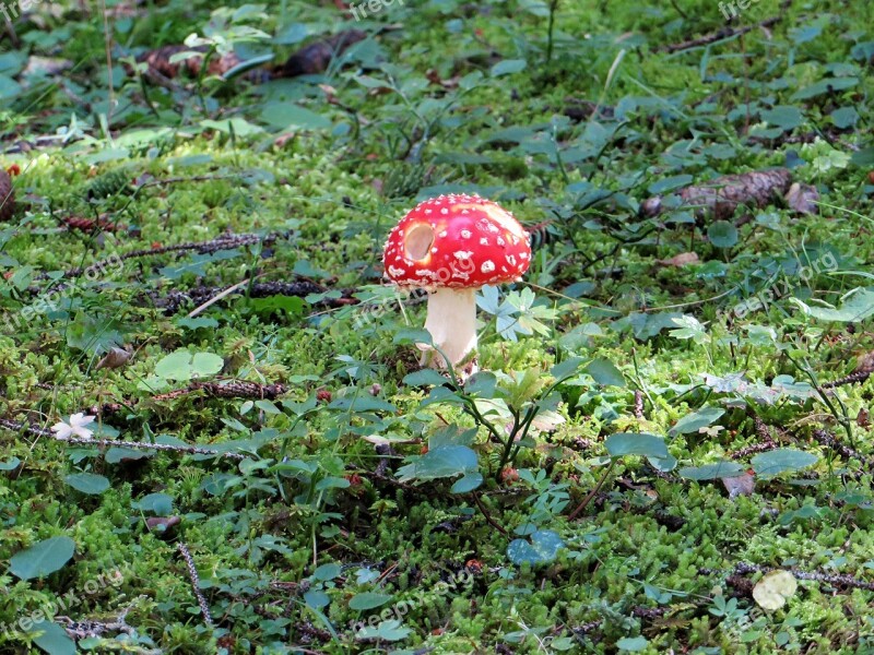 Fly Agaric Mushroom Forest Mushroom Red Fly Agaric Mushroom Free Photos