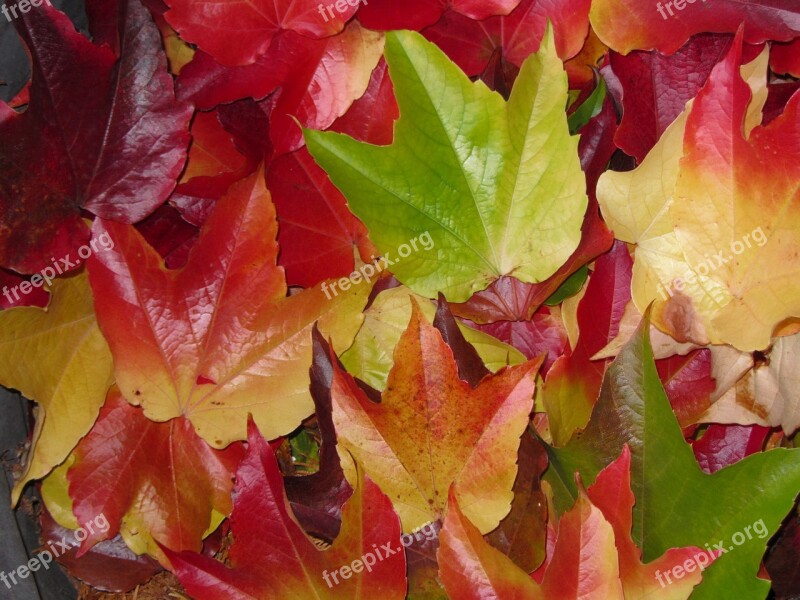 Fall Foliage Maple Leaves Colorful Leaves Colorful Leaves