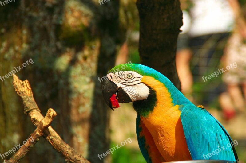 Parrot Zoo Bird Beak Ara