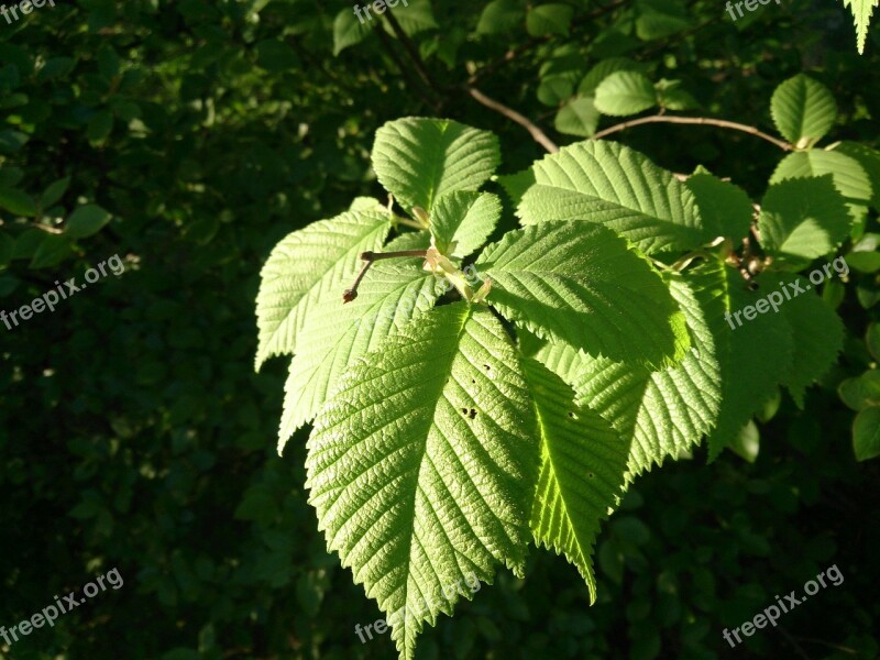 Leaves Green Hazel Nature Sunbeam