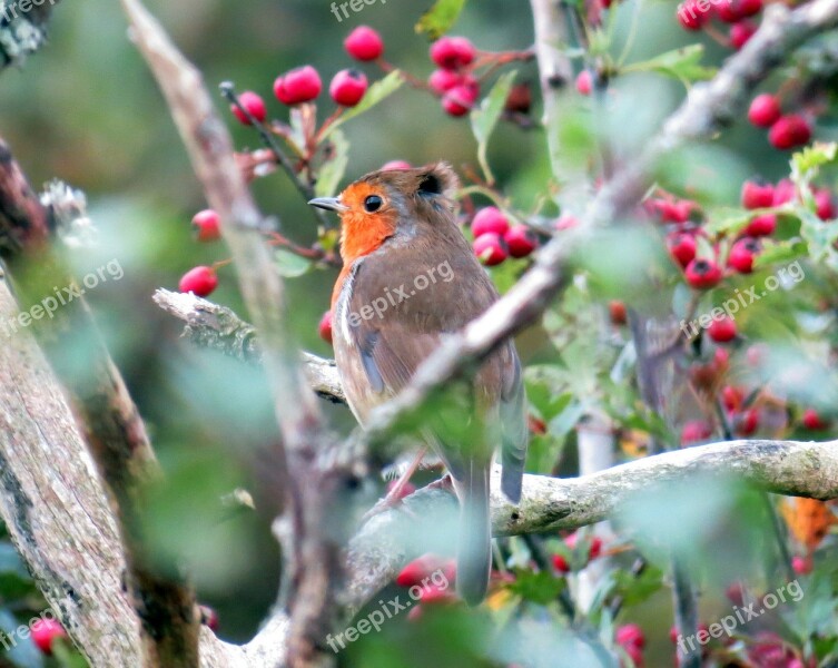 Robin European Bird Animal Rubecula