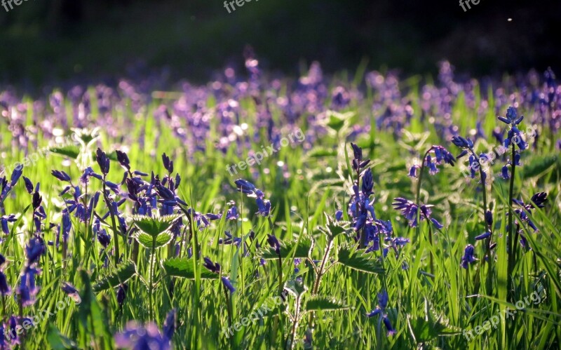 British Flora Green Bluebell Flowers