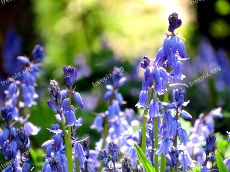 British Flora Green Bluebell Flowers