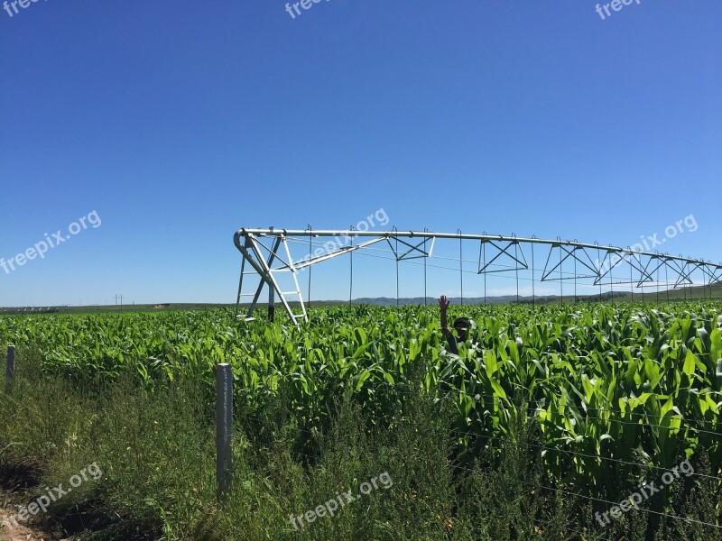 China Inner Mongolia Farmland In Rural Areas Corn