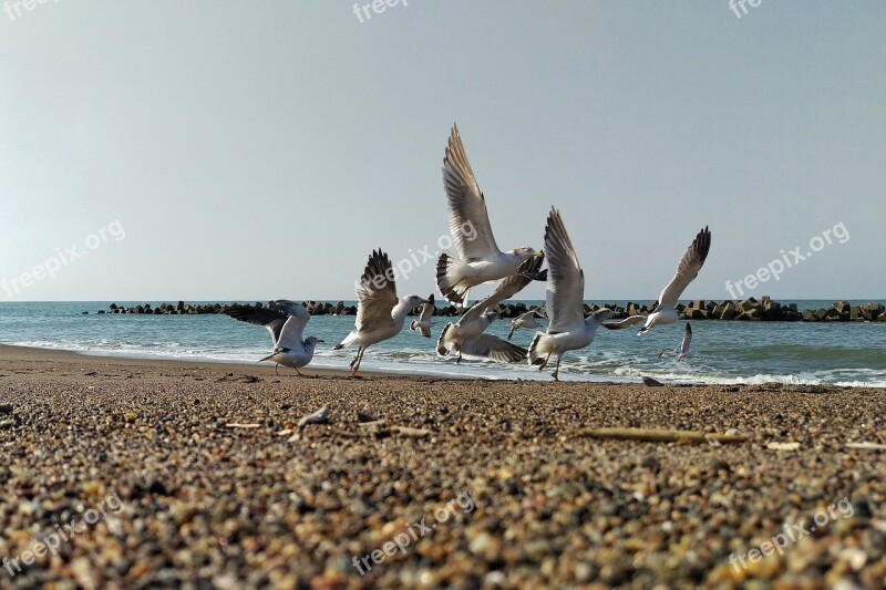 Sea Beach Seagull Seabird Wild Birds