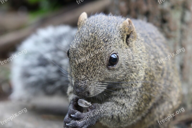 Tokyo Squirrel Animal Forest Animals Natural And Cute