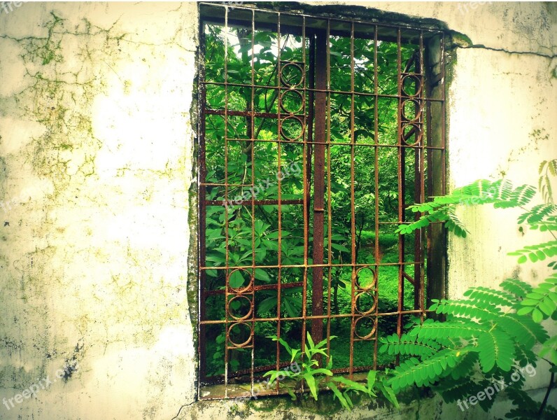 Window Green Behind Wood Facade