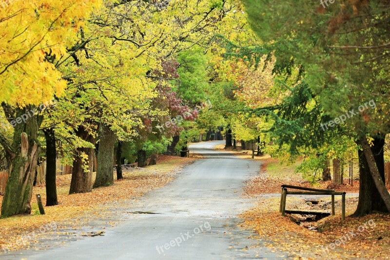 Forest Avenue Trees Autumn Nature