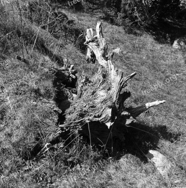 Strain Wood Trunk Black And White Dry