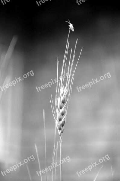 Grain Wheat Nature Farm Life Insect