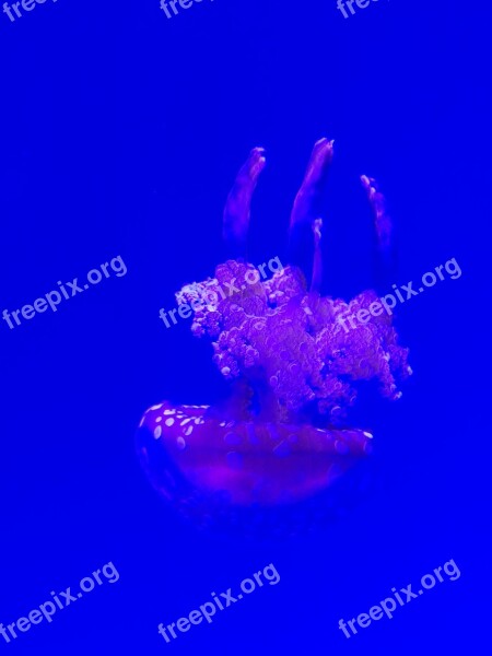 Jellyfish Aquarium Medusa Free Photos