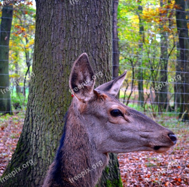 Roe Deer Wild Scheu Close Up Nature