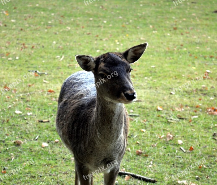 Roe Deer Wild Scheu Close Up Nature