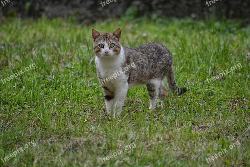 Cat Feline Animal Domestic Animal Cat Eyes