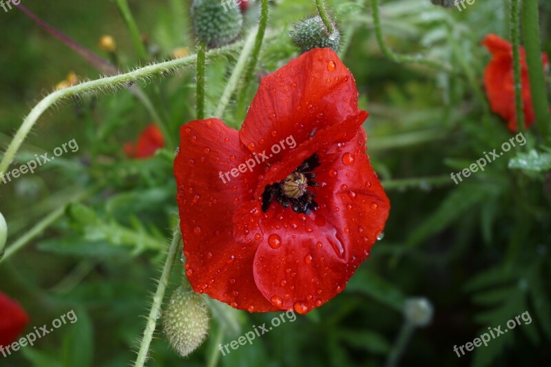 Poppy Flower Red Summer Country