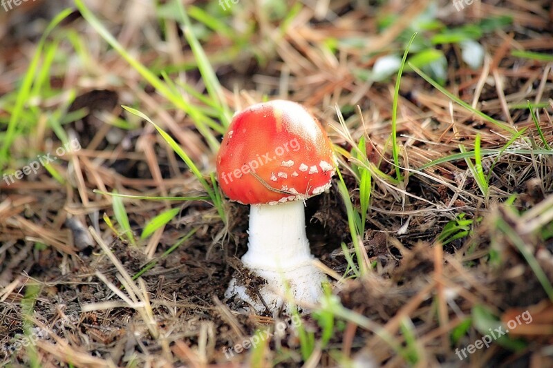 Fungus Red Poisonous Mushroom Fungus Amanita Undergrowth