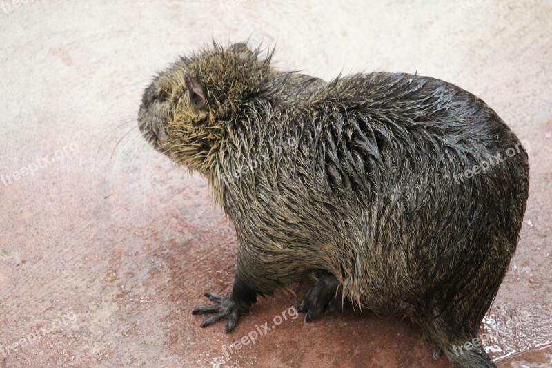 Herbivorous Fur Mammal Wildlife Wild