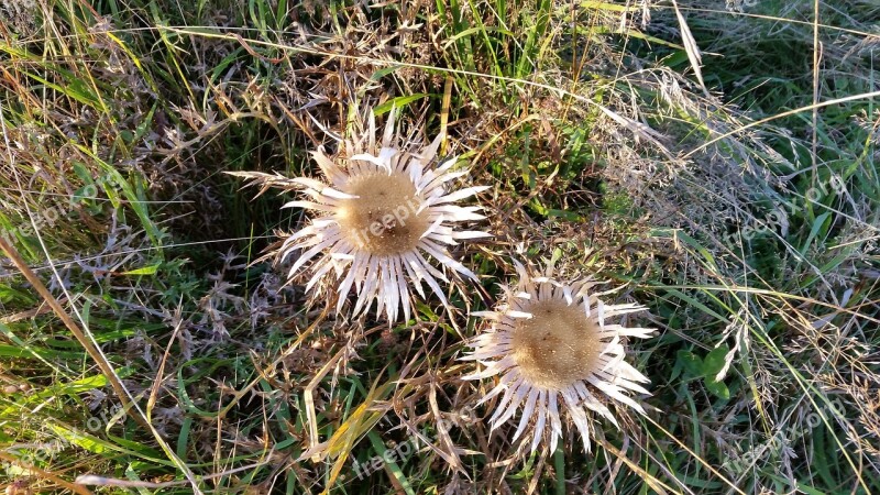 Rhön Rhön Mountains Thistle Silver Thistle Autumn Nature