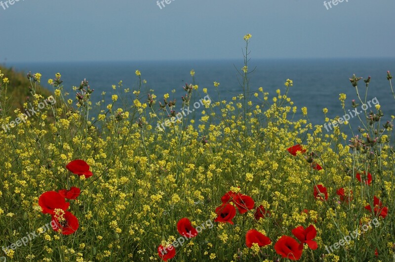 Flowers Sea Mack Summer Silence