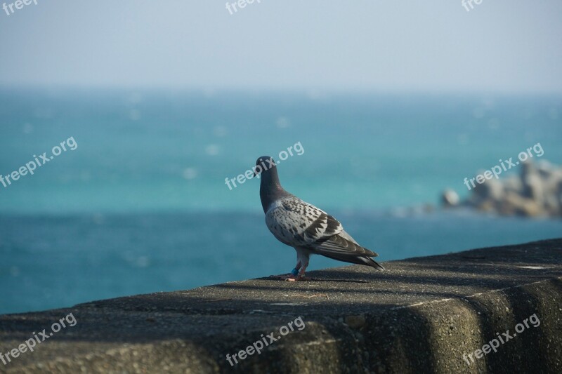 Sea Levee Bird Dove Feather Race