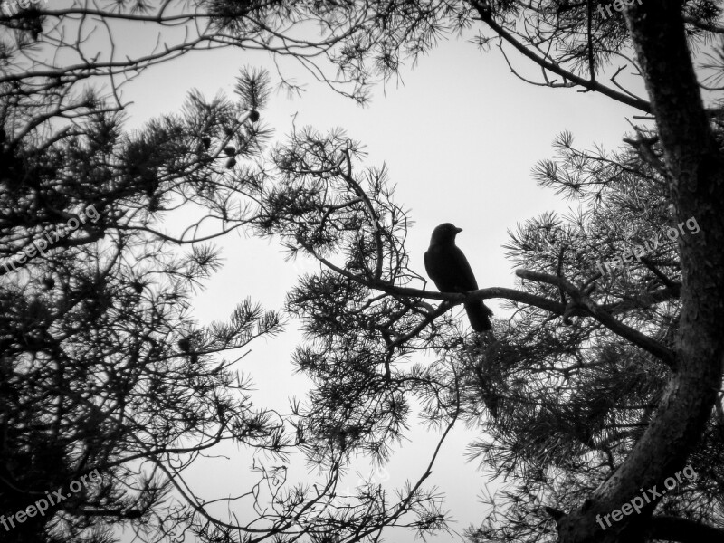 Black White Raven Autumn Bird Branches