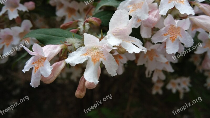 Plant Flower Close-range Photogrammetry Orchid Free Photos