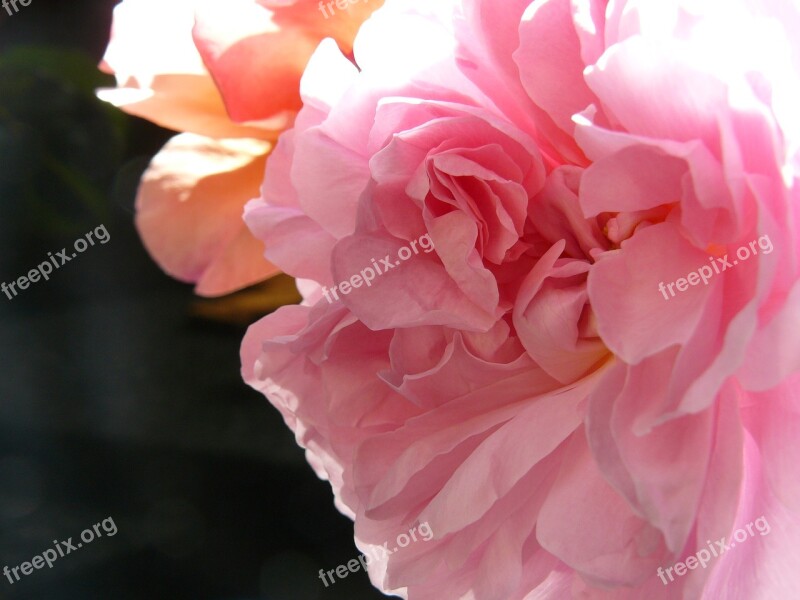 Diwali Soft Pink Flower Rose