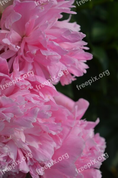 Peony Flower Pink Garden Pink Flower