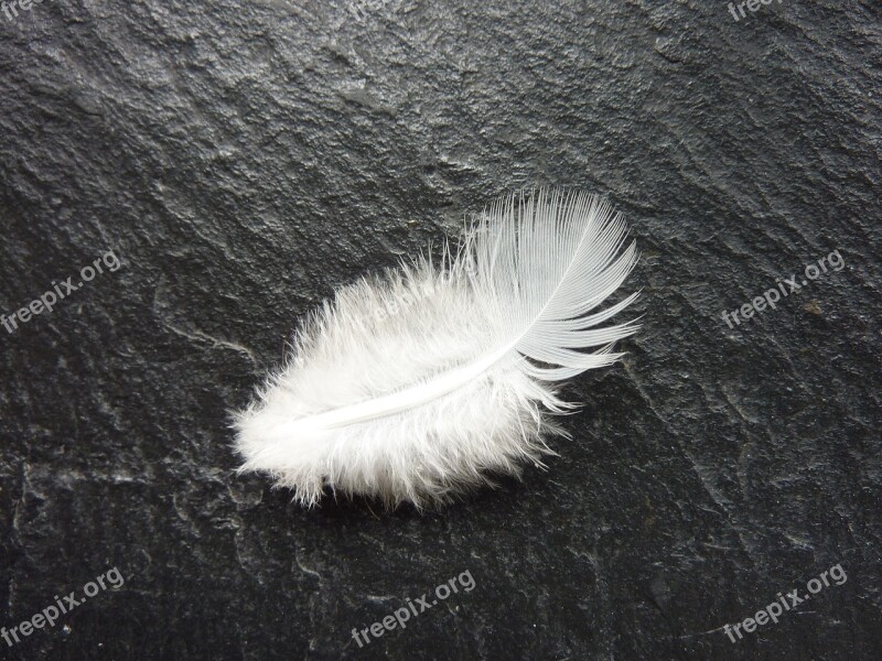 Feather White Slightly Bird Feather Nature