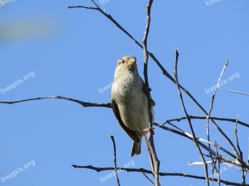 Sparrow Bird Looking Tree Wildlife