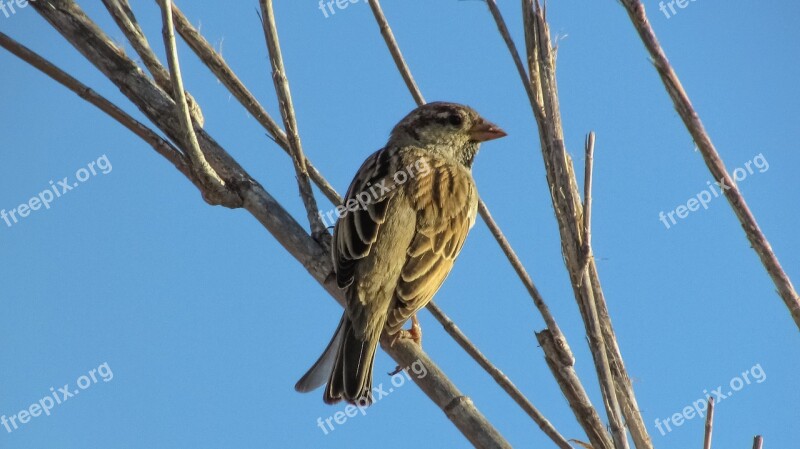 Sparrow Bird Looking Tree Wildlife