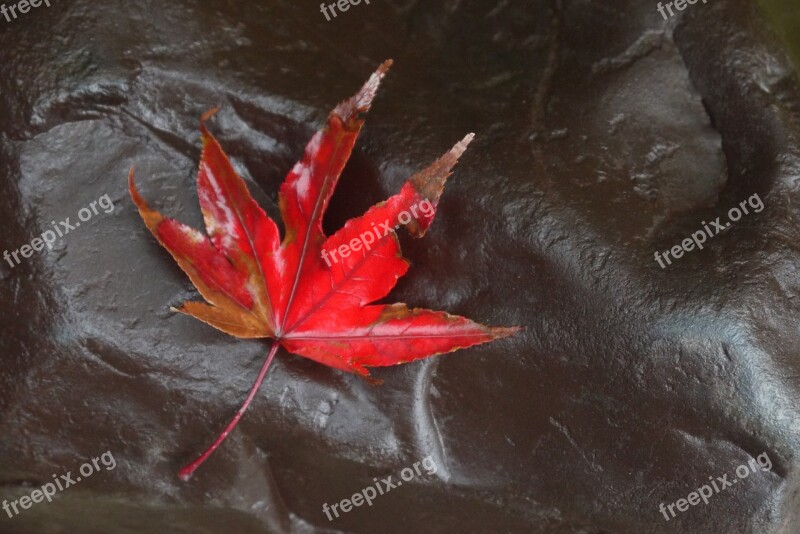 Maple Fall Leaf Red Autumn Leaves