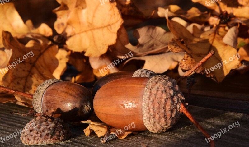 Acorns Leaves Autumn Fruit Tree Fruit