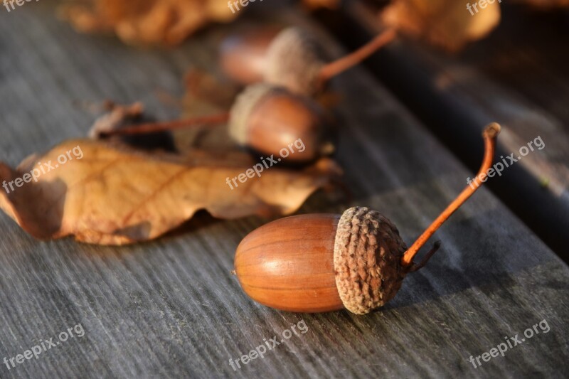 Acorns Nature Autumn Tree Fruit Oak