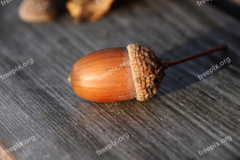 Acorn Close Up Nature Autumn Seeds