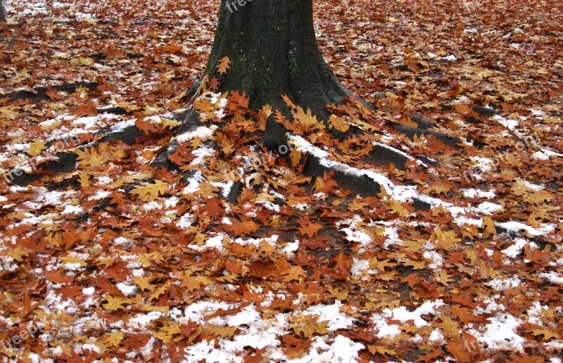 First Snow Leaves And Snow American Oak Log Tree Trunk And Leaves