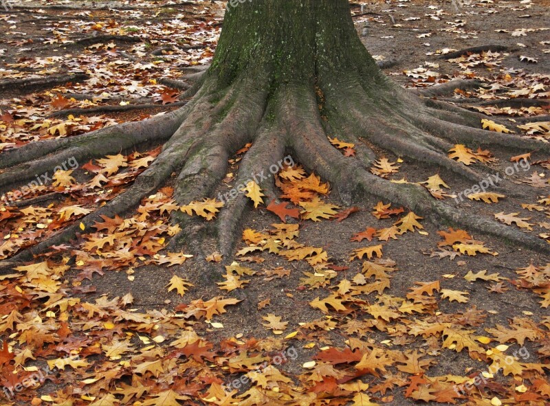 American Oak Log Tree Trunk And Leaves Leaves Oak Leaves