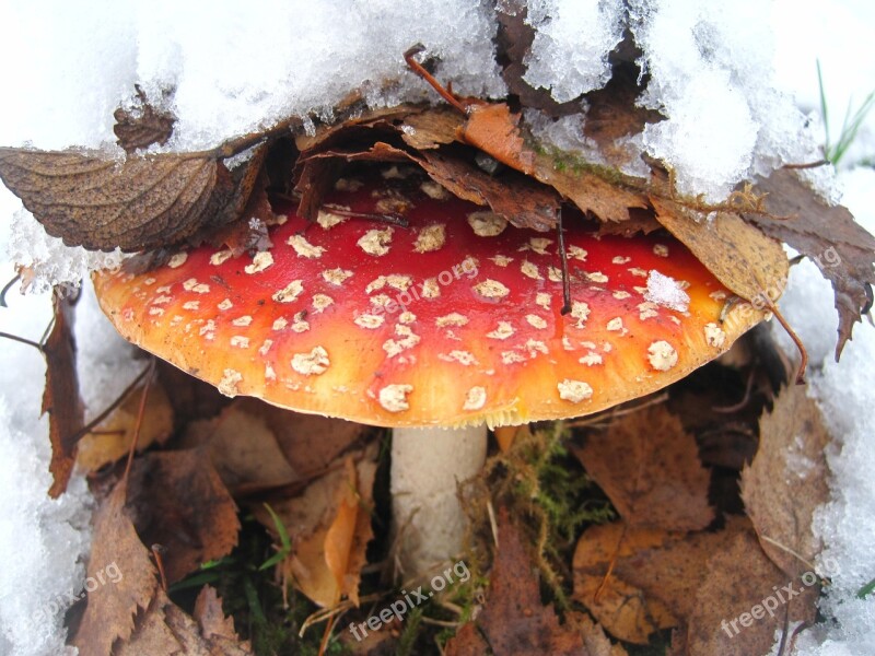 Fly Agaric First Snow Hidden Leaves Snow