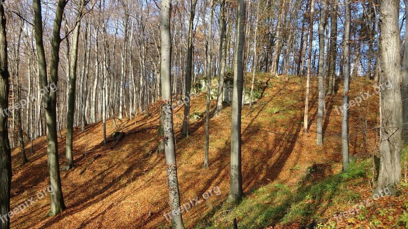 Forest Autumn Autumn Gold Landscape Nature