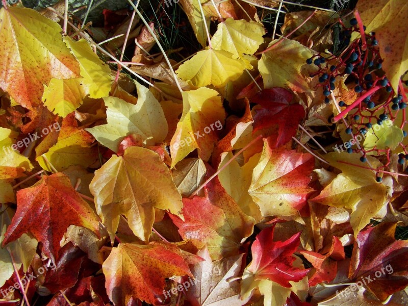 Autumn Fallen Colored Leaves Virginia Creeper Leaves Free Photos