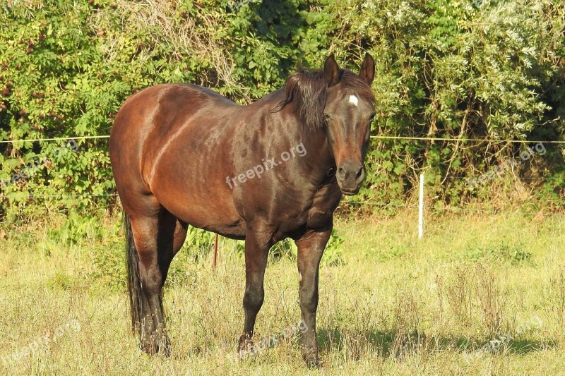 Horse Pasture Meadow Coupling Morning Sun