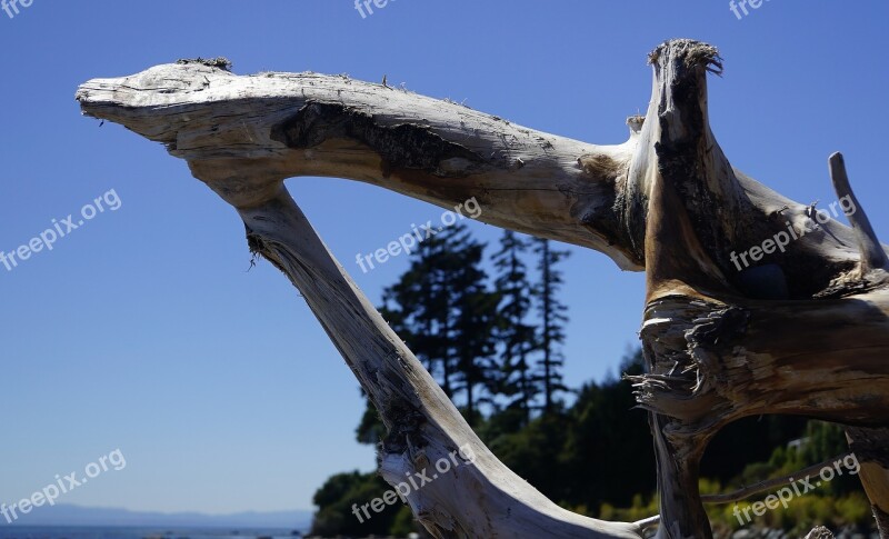 Vancouver Island Sooke Driftwood Free Photos