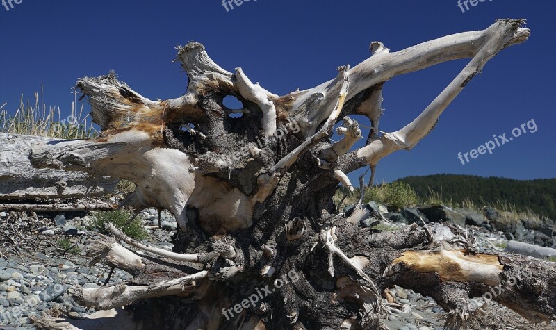 Vancouver Island Canada Driftwood Free Photos