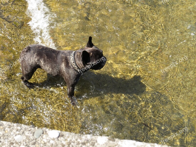 Dog Water Lake Fun Cooling