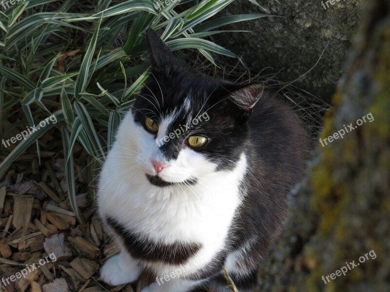 Cat Tree Nature Pet Domestic Cat