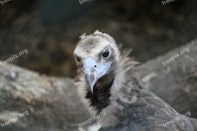 Bird Wild Wildlife Peru Andean