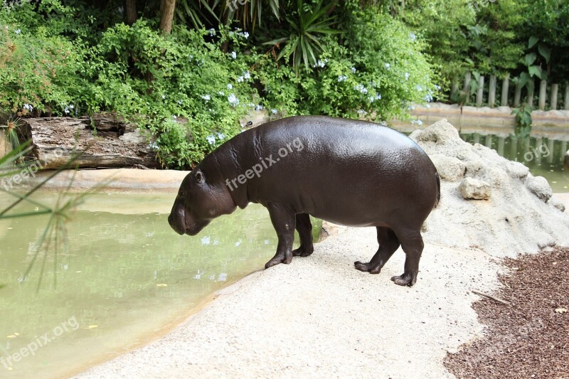 Hippopotamus Wildlife Large Mouth Animal