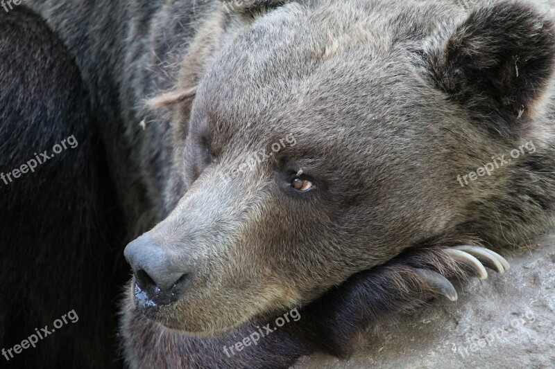 Bear Wildlife Brown Animal Background